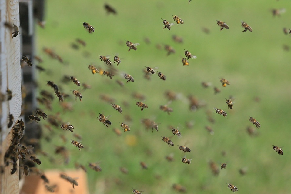 Bee Removal in Miami, FL
