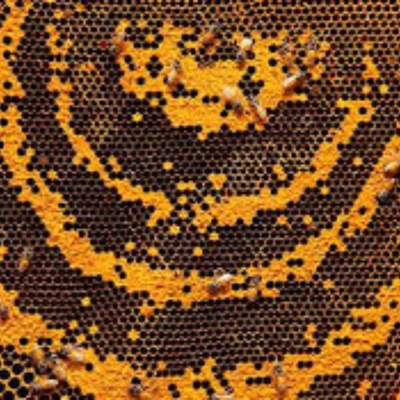 Remove Bees Alive in Miami, FL