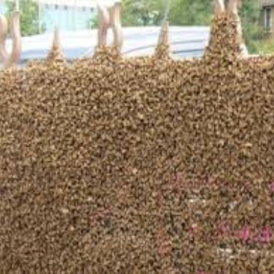 Bee Removal Experts in Miami, FL