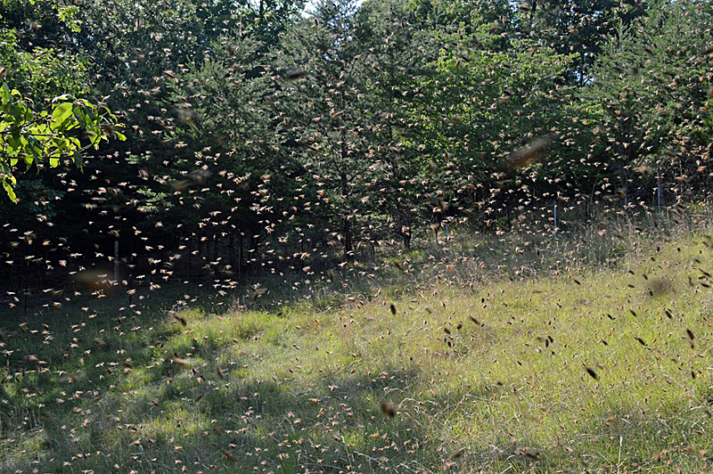 Remove Bees Alive